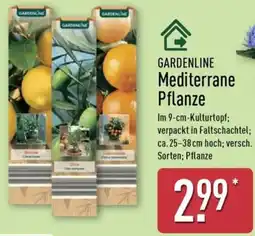 Aldi Nord GARDENLINE Mediterrane Pflanze Angebot