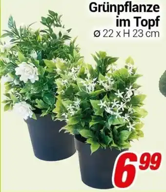 CENTERSHOP Grünpflanze im Topf Angebot