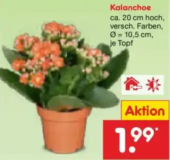 Netto Marken-Discount Kalanchoe Angebot