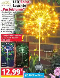 Norma I-GLOW LED-Solar Leuchte ,,Pusteblume" Angebot