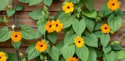 Hagebau Schwarzäugige Susanne Thunbergia alata Angebot
