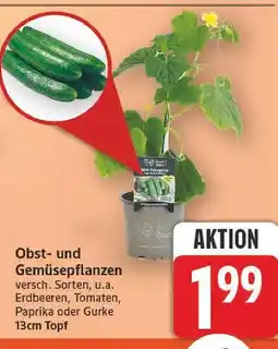 E-Center Obst- und gemüsepflanzen Angebot