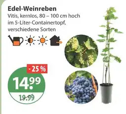 V Markt Edel-weinreben Angebot