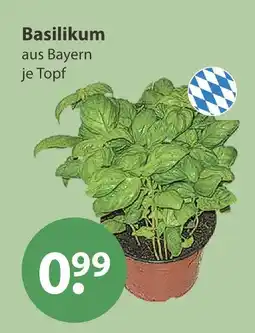 V Markt Basilikum Angebot