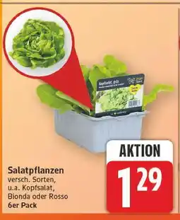 E-Center Salatpflanzen kopfsalat Angebot