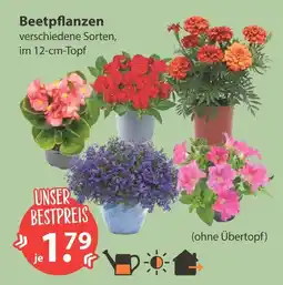 V Markt Beetpflanzen Angebot