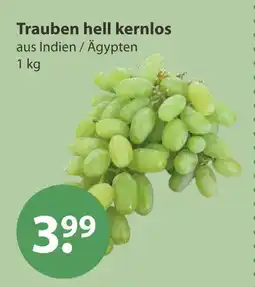 V Markt Trauben hell kernlos Angebot