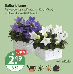 V Markt Ballonblume blau Angebot