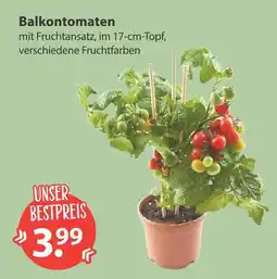 V Markt Balkontomaten Angebot