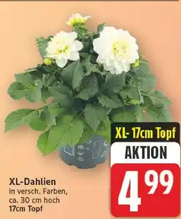E-Center Xl-dahlien Angebot