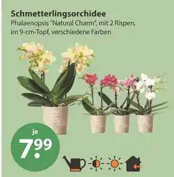 V Markt Schmetterlingsorchidee phalaenopsis 'natural charm' Angebot