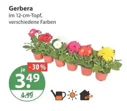 V Markt Gerbera Angebot