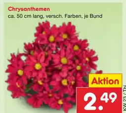 Netto Marken-Discount Chrysanthemen Angebot