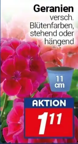 CENTERSHOP Geranien Angebot