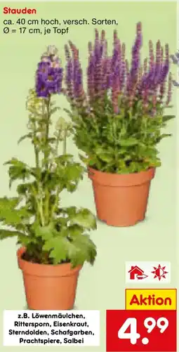 Netto Marken-Discount Stauden Angebot
