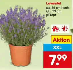 Netto Marken-Discount Lavendel Angebot
