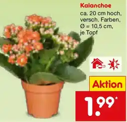 Netto Marken-Discount Kalanchoe Angebot