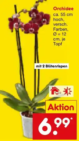 Netto Marken-Discount Orchidee Angebot