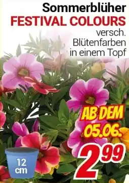CENTERSHOP Sommerblüher FESTIVAL COLOURS Angebot