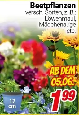 CENTERSHOP Beetpflanzen Angebot