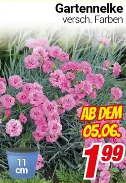 CENTERSHOP Gartennelke Angebot