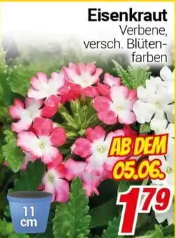 CENTERSHOP Eisenkraut Angebot