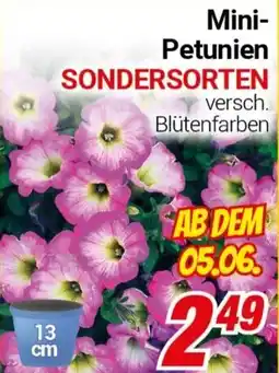 CENTERSHOP Mini- Petunien SONDERSORTEN Angebot