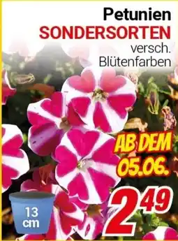 CENTERSHOP Petunien SONDERSORTEN Angebot