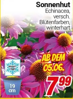 CENTERSHOP Sonnenhut Angebot