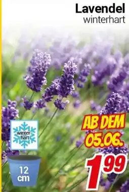 CENTERSHOP Lavendel Angebot