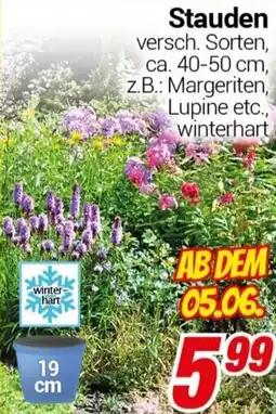 CENTERSHOP Stauden versch. Sorten, ca. 40-50 cm, z.B.: Margeriten, Lupine etc., winterhart Angebot