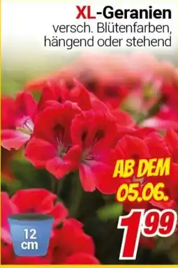 CENTERSHOP XL-Geranien Angebot