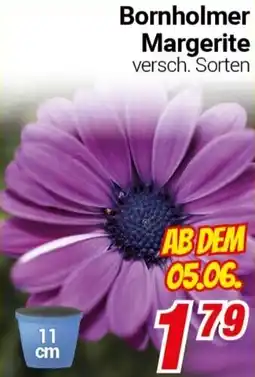 CENTERSHOP Bornholmer Margerite Angebot