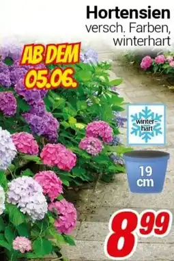 CENTERSHOP Hortensien versch. Farben, winterhart Angebot