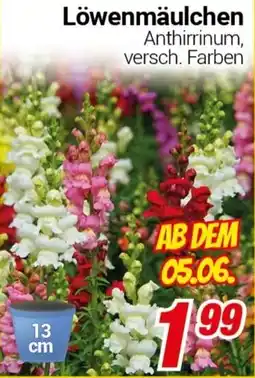 CENTERSHOP Löwenmäulchen Angebot