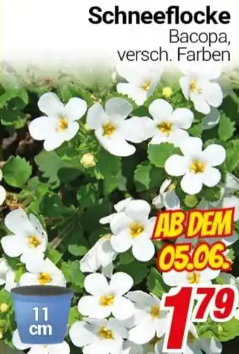 CENTERSHOP Schneeflocke Angebot