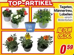 CENTERSHOP Tagetes, Männertreu, Lobelien Angebot