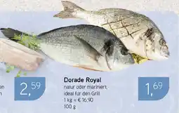 Dornseifer Dorade Royal Angebot