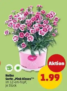 PENNY Nelke Sorte „Pink Kisses“ Angebot