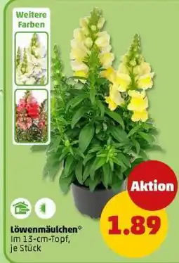 PENNY Löwenmäulchen Angebot