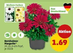 PENNY Bornholmer Margerite Angebot
