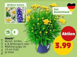 PENNY Staude Angebot