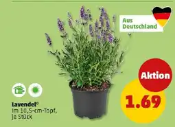 PENNY Lavendel Angebot