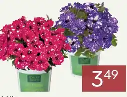 Pflanzen Kölle Kölle's Beste Petunien Selektion Angebot