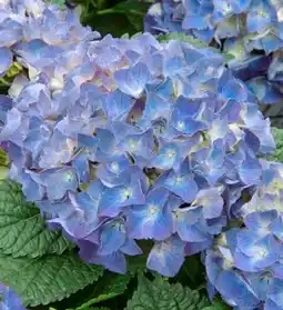 Pflanzen Kölle Gartenhortensie Angebot