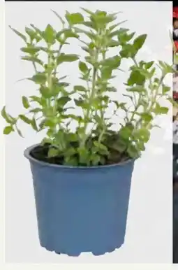 Pflanzen Kölle Kölle's Bio Gartenkräuter Angebot