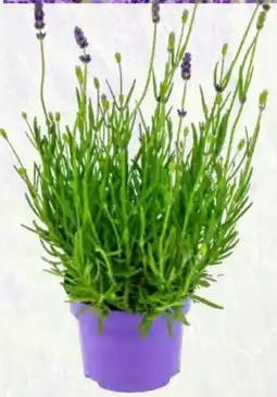 Pflanzen Kölle Duftkraut Lavendel Angebot
