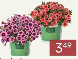 Pflanzen Kölle Kölle's Beste Zauberglöckchen-Selektion Angebot
