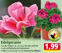 Norma Edelgeranie Angebot