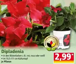 Norma Dipladenia Angebot
